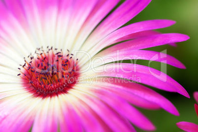 Sunny Close Up Of Daisy Flower