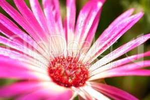 Close Up Of Pink Sunny Daisy Flower