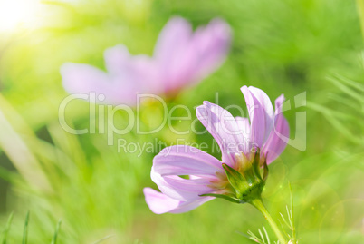 Sunny Close Up Of Pink Daisy Flowers On Green Grass Flower Meadow