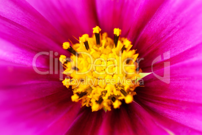 Close Up Of Pink Cosmea Flower