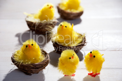 Easter Chicks In Easter Nests And Two Standing Chicks