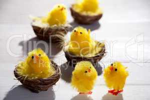Easter Chicks In Easter Nests And Two Standing Chicks