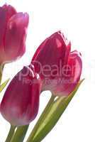Close Up Of Tulip Bouquet Isolated