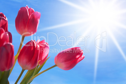 Close Up Of Tulip Flower Meadow With Sunny Blue Sky