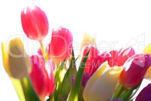 Close Up Of Tulip Flower Meadow Isolated And Sunny