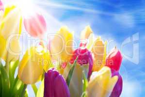 Close Up Of Sunny Tulip Flower Meadow Blue Sky And Bokeh Effect