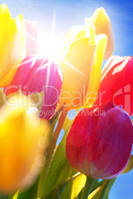 Sunny Blue Sky With Bouquet Of Tulip Flowers