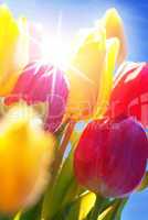 Sunny Blue Sky With Bouquet Of Tulip Flowers