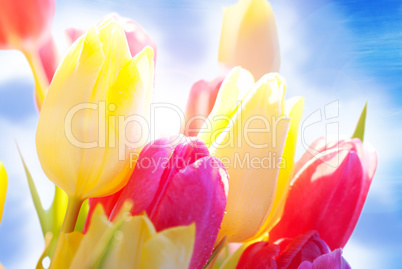 Close Up Of Sunny Tulip Flower Meadow With Waterdrop And Blue Sky