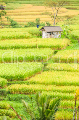 Reis Terrassen auf Bali, Indonesien