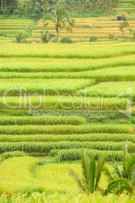 Reis Terrassen auf Bali, Indonesien