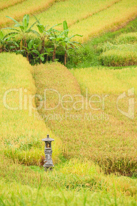 Reis Terrasse auf Bali, Indonesien, mit Schrein