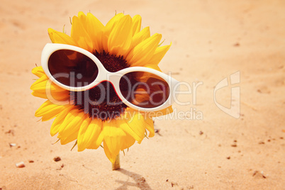 Summer holidays - sunflower at beach