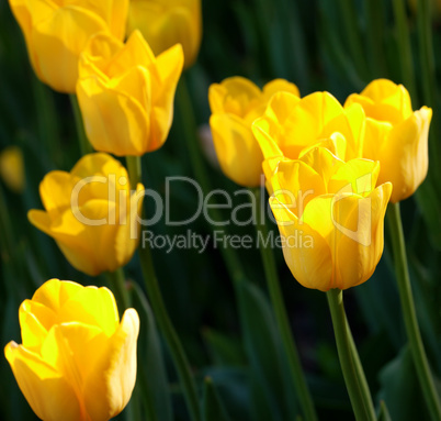 Yellow tulips in sun spring day