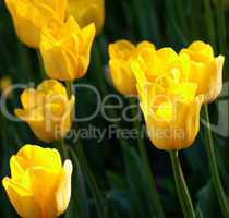 Yellow tulips in sun spring day