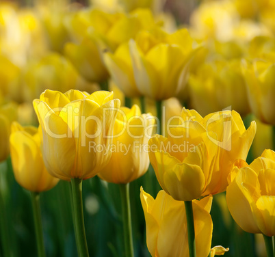 Yellow tulips