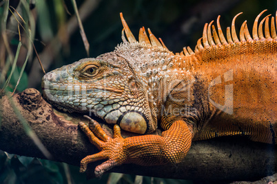 Leguan auf einem Ast