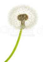 dandelion  macro close-up