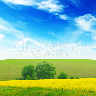 green field and blue sky