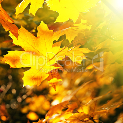 Maple leaves illuminated by the sun