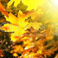 Maple leaves illuminated by the sun