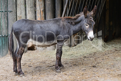Donkey on the farm