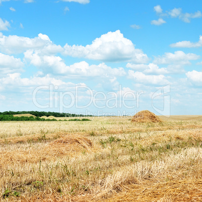 Wheat field after harvest