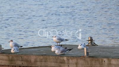 Möwen im Hafen relaxen