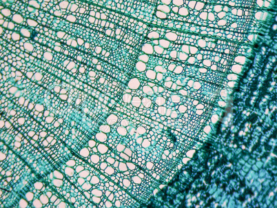 Tilia stem micrograph