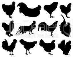 Illustration of different roosters
