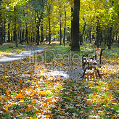 autumn park with paths and benches