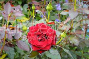 rose flower on garden background