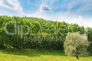 forest, green meadow and blue sky