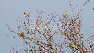 Many Goldfinch perched on a tree