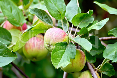 Apples red and green on branch