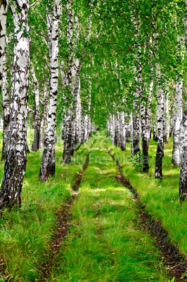 Birchwood a dirt road