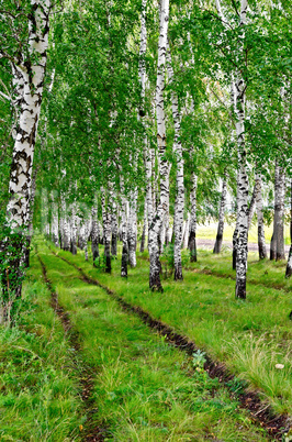 Birchwood with road