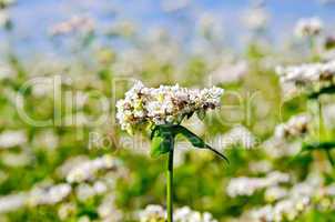 Buckwheat blooming against the sky and field