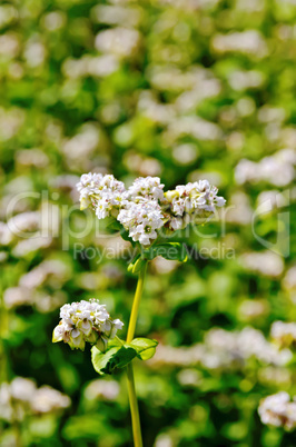 Buckwheat blooming on the field