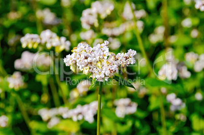 Buckwheat blooming with green leaves