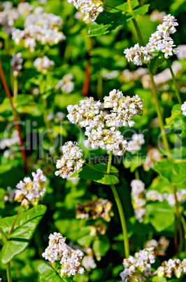 Buckwheat blossoms on background of leaves
