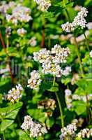 Buckwheat blossoms on background of leaves