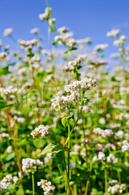 Buckwheat blossoms with blue sky