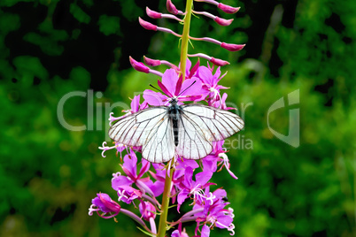 Butterfly white on fireweed