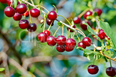 Cherries red on branch and sky