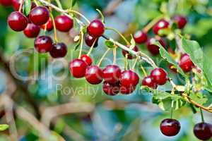Cherries red on branch and sky
