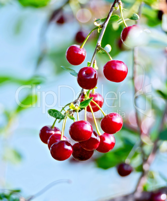 Cherries red on branch with sky