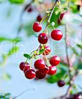 Cherries red on branch with sky