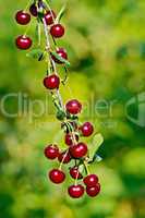 Cherries red on branch