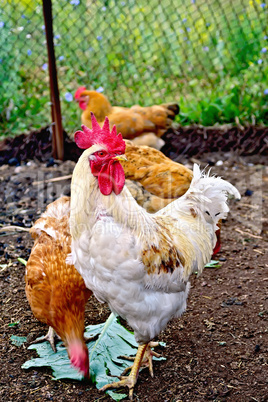 Cock white with chicken